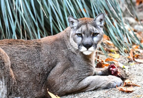 Cougars Lower the Risks of Car Crashes by Hunting Deer