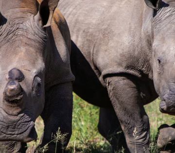 Anantara Stanley & Livingstone Celebrates the Arrival of White Rhino for World Rhino Day